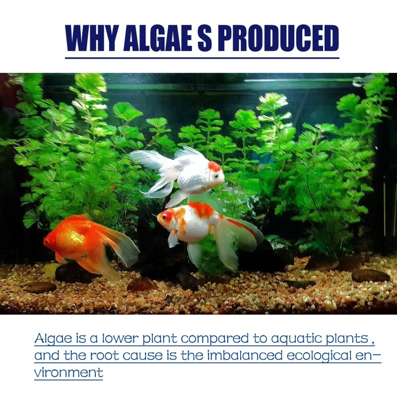 50g Yüksek Etkili Alg İlacı, A - Water Soluble Stabilizer incelemesi ve fiyatı